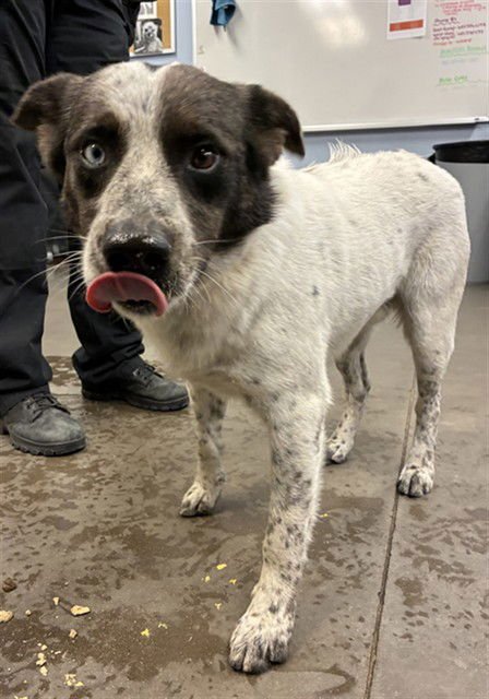 CASINO - Border Collie / Australian Cattle Dog/Blue Heeler available for adoption