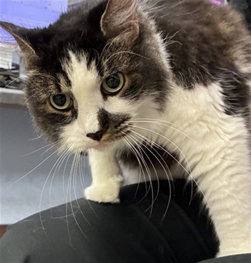SCALLOP - Domestic Medium Hair available for adoption