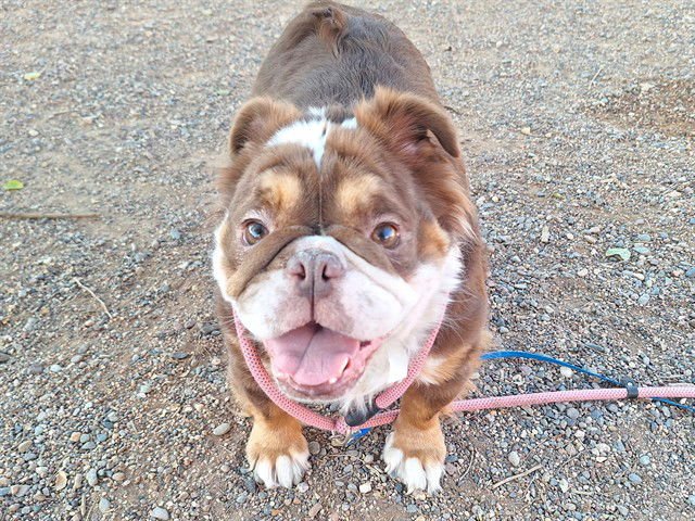 THUMBELINA - English Bulldog available for adoption