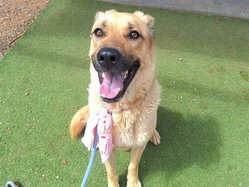ENZO - German Shepherd Dog available for adoption
