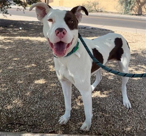 TITO - American Pit Bull Terrier available for adoption