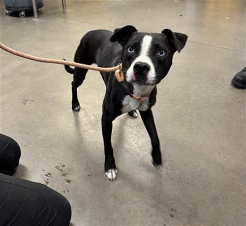 BERRY - American Pit Bull Terrier available for adoption