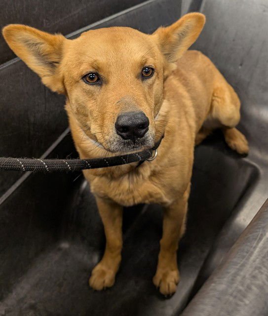 RED RYDER - Australian Cattle Dog/Blue Heeler available for adoption