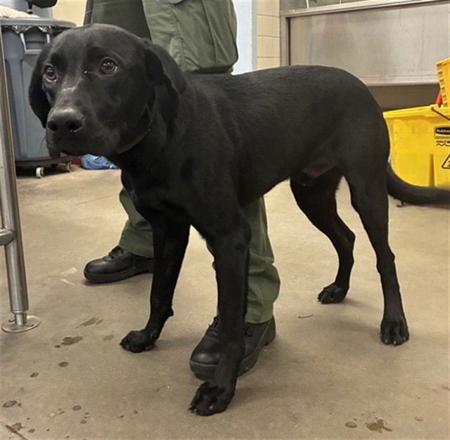 CANYON - Labrador Retriever available for adoption