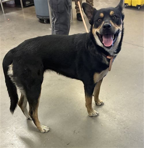 ELY - Australian Kelpie available for adoption