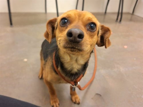 BUGLE - Beagle available for adoption