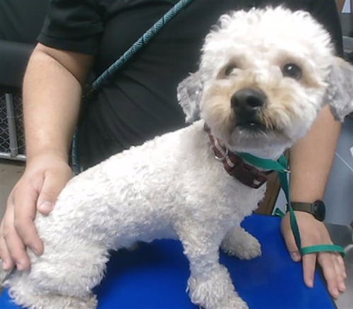 POMPADOUR - Lhasa Apso / Poodle (Miniature) available for adoption