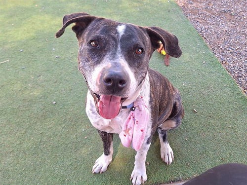 RHUBARB - American Pit Bull Terrier available for adoption