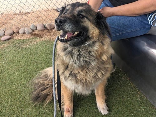 CHIEF - German Shepherd Dog available for adoption