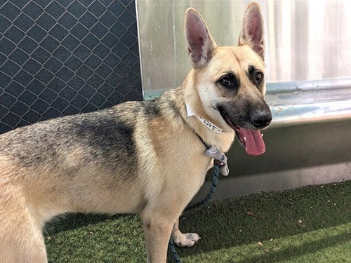 ROSALINA - German Shepherd Dog available for adoption