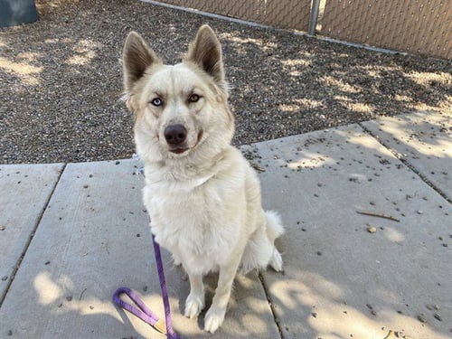 XENA - Siberian Husky available for adoption