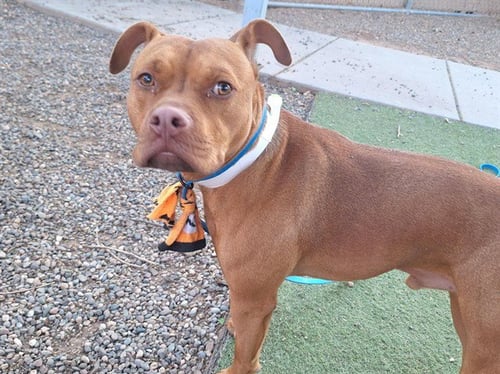 KONA - American Pit Bull Terrier available for adoption