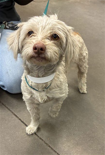 AMORA - Shih Tzu available for adoption