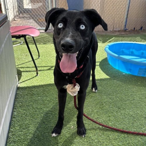 KAZAAM - Border Collie available for adoption