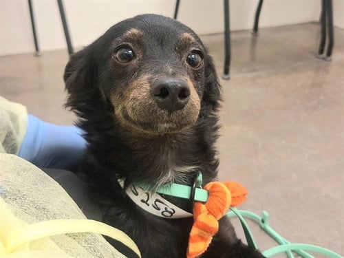 SALEM - Chihuahua available for adoption