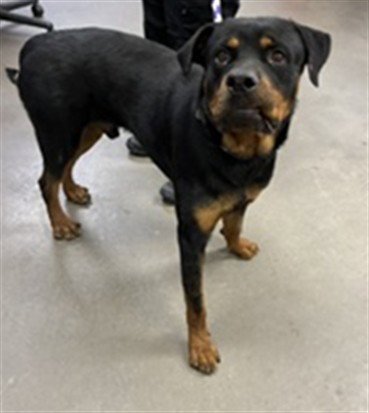RAUL - Rottweiler available for adoption