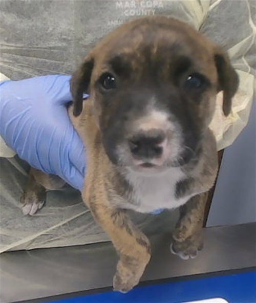 OTTOMAN - Boxer available for adoption