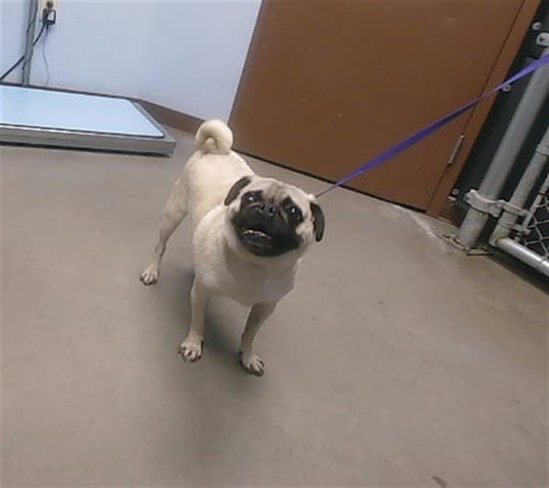 DUG THE PUG - Pug available for adoption