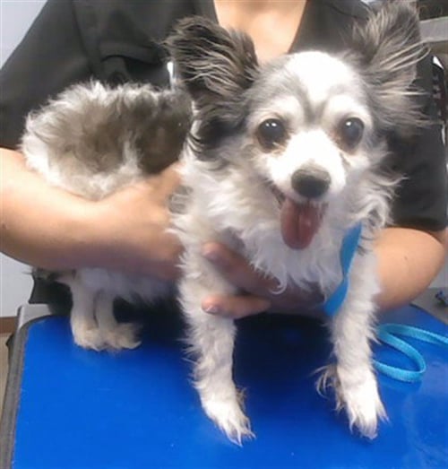 GUMDROP - Pomeranian available for adoption