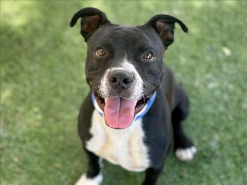 BLITZ - American Staffordshire Terrier / French Bulldog available for adoption