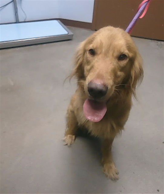 BEANS - Golden Retriever available for adoption