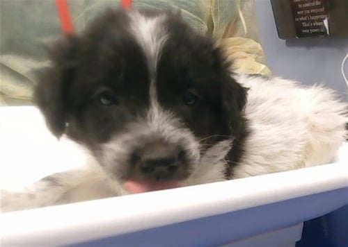 ZARIE - Australian Shepherd available for adoption