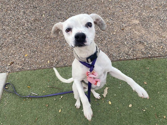 VAN GOGH - Beagle / Chihuahua available for adoption