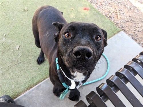 FLOR - American Pit Bull Terrier available for adoption