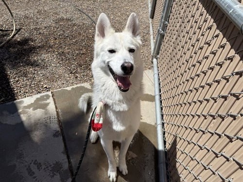 TUMBLER - Husky available for adoption