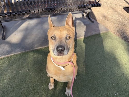 SIMBA - Chow Chow / Labrador Retriever available for adoption