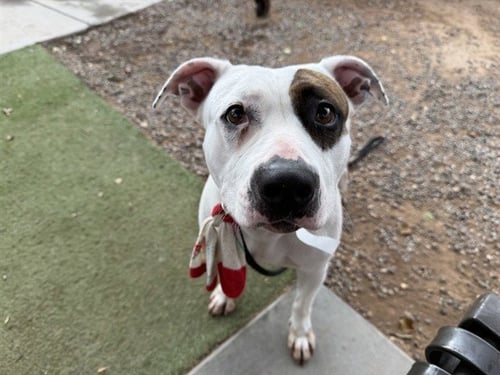 LINNY - American Pit Bull Terrier available for adoption