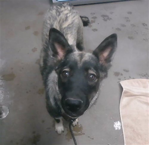 PETUNIA - Belgian Shepherd Malinois available for adoption