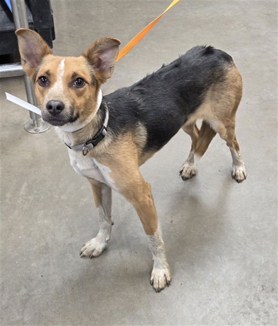 AERIS - Beagle / Australian Cattle Dog/Blue Heeler available for adoption