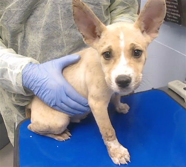 UNE - German Shepherd Dog / Siberian Husky available for adoption