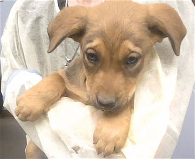 AURORA - American Pit Bull Terrier / Labrador Retriever available for adoption