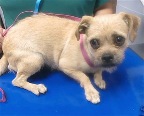 LADYBUG - Cairn Terrier available for adoption
