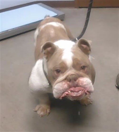 PONCHO - English Bulldog available for adoption