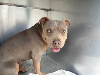 TREASURE - American Pit Bull Terrier available for adoption