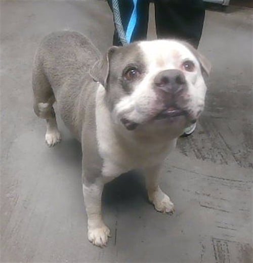 GRIN - Bulldog available for adoption