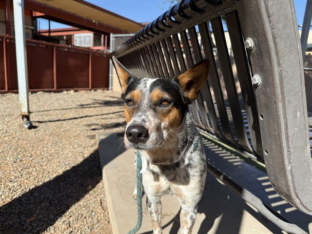 REYNA - Queensland Heeler available for adoption