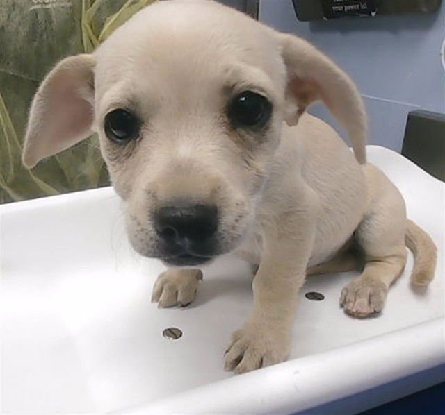 SHIRLEY - Chihuahua available for adoption