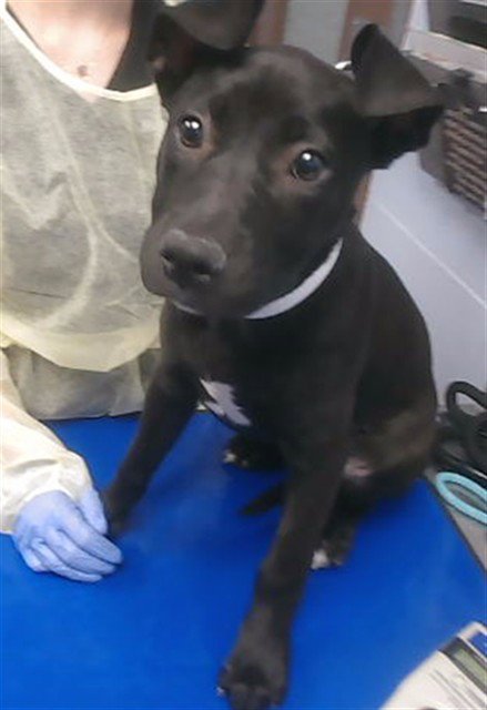 MISTY - American Pit Bull Terrier available for adoption