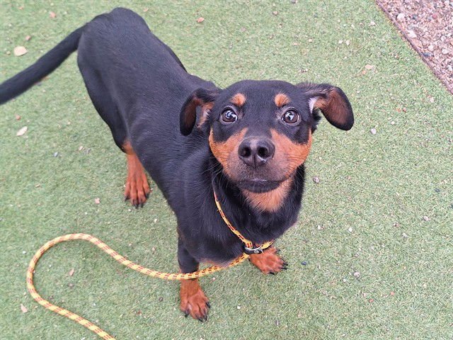 BRUCE - Manchester Terrier available for adoption