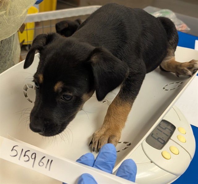 BENSON - German Shepherd Dog available for adoption