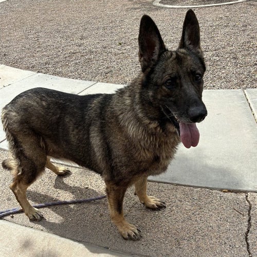 REX - German Shepherd Dog available for adoption