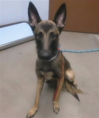 MAX - Photo 1