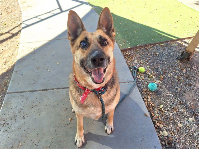MRS CLOUD - German Shepherd Dog available for adoption