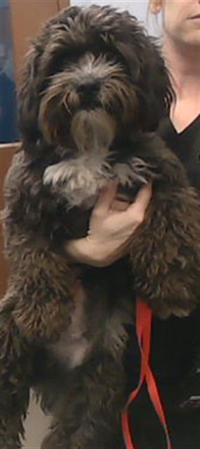 SWEEPS - Poodle (Miniature) available for adoption