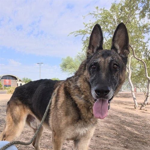 THEODORE - German Shepherd Dog available for adoption