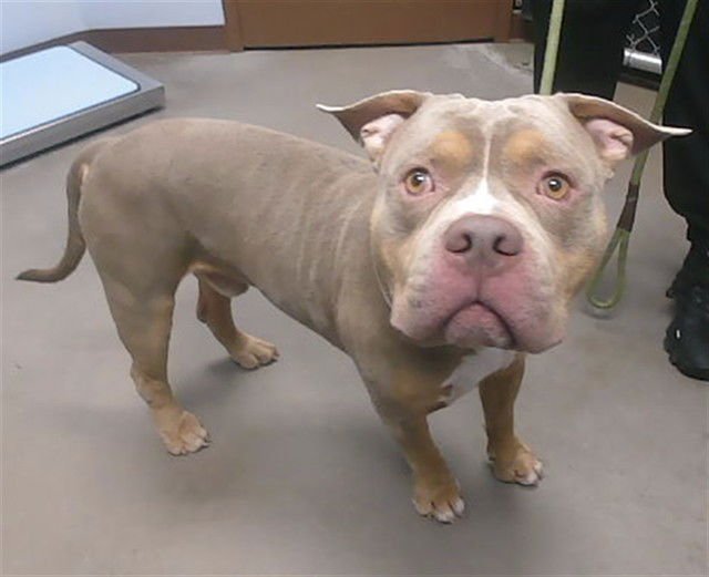 CHALUPA - American Pit Bull Terrier available for adoption